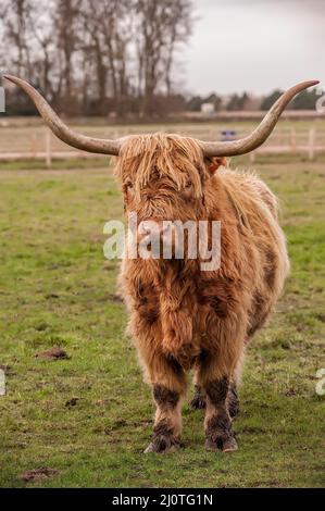 Highland-Kuh auf einem Feld, Nahaufnahme in Schottland Stockfoto