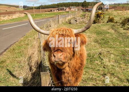 Highland-Kuh auf einem Feld, Nahaufnahme in Schottland Stockfoto