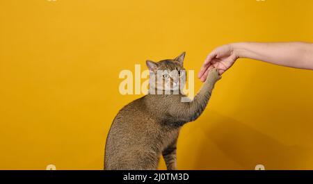 Erwachsene graue Katze, kurzhaarige schottische geradohrige Katze, sitzt auf einem gelben Hintergrund. Tier an der Hand einer Frau festhalten Stockfoto