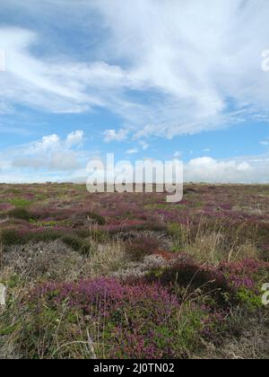 Landschaft an der Pointe du Raz, Bretagne Stockfoto