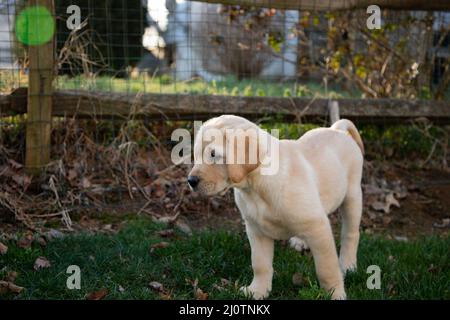 Cute Yellow Labrador Retriever Welpen erkunden draußen Stockfoto