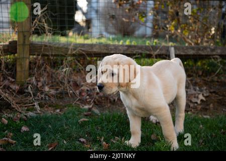 Cute Yellow Labrador Retriever Welpen erkunden draußen Stockfoto