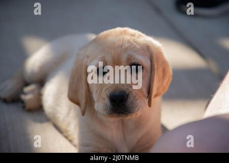 Cute Yellow Labrador Retriever Welpe entspannt in der Sonne Stockfoto