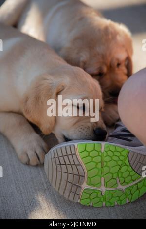 Niedliche gelbe Labrador Retriever Welpen spielen mit Schuhschnüren Stockfoto