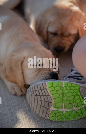 Niedliche gelbe Labrador Retriever Welpen spielen mit Schuhschnüren Stockfoto