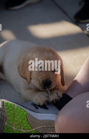 Niedliche gelbe Labrador Retriever Welpen spielen mit Schuhschnüren Stockfoto