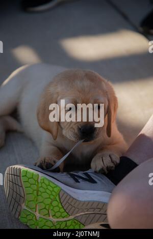 Niedliche gelbe Labrador Retriever Welpen spielen mit Schuhschnüren Stockfoto