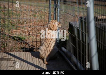 Niedlicher gelber Labrador Retriever Welpe schaut hinter einem Zaun hervor Stockfoto