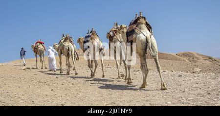 Kamelkarawane für Touristen. Eine Kamelback-Beduinen-Safari in Dahab. Ägypten. Stockfoto