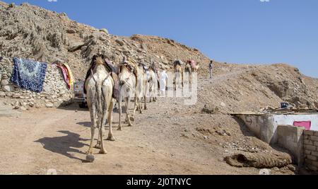 Kamelkarawane für Touristen. Eine Kamelback-Beduinen-Safari in Dahab. Ägypten. Stockfoto