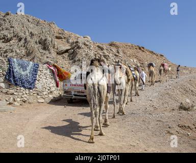 Kamelkarawane für Touristen. Eine Kamelback-Beduinen-Safari in Dahab. Ägypten. Stockfoto