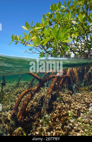 Mangrovenbaum im Meer, Laub und Wurzeln Split Level Blick über und unter Wasser Oberfläche in der Karibik ( rote Mangrove Rhizophora Mangle ) Stockfoto