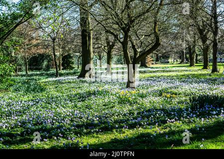 Ein Teppich aus Anemon- und Narzissenblumen bedeckt diesen Erdboden auf dem Farmleigh Estate in Dublin, Irland. Stockfoto