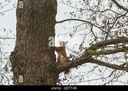 Ein rotes Eichhörnchen klettert auf eine Eiche Stockfoto