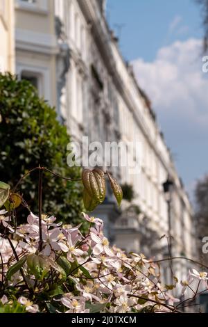 Im Vordergrund im Fokus, rosa Clematis-Blüten. In der Ferne, außerhalb des Fokus Reihenhäuser mit Blick auf Cornwall Square in Kensington, London, Großbritannien Stockfoto