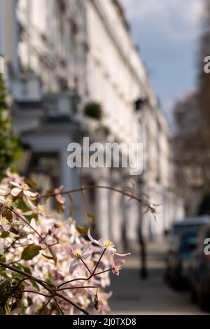 Im Vordergrund im Fokus, rosa Clematis-Blüten. In der Ferne, außerhalb des Fokus Reihenhäuser mit Blick auf Cornwall Square in Kensington, London, Großbritannien Stockfoto