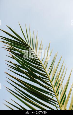 Grünes Palmenblatt auf blauem Hintergrund. Makro Stockfoto