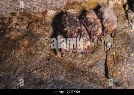 Eine Gruppe brauner Fledermäuse schläft an der Decke einer Felshöhle. Wilde kleine Fledermäuse des Nordkaukasus Stockfoto