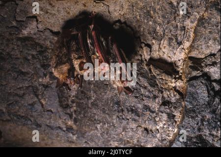 Eine Gruppe brauner Fledermäuse schläft an der Decke einer Felshöhle. Wilde kleine Fledermäuse des Nordkaukasus Stockfoto