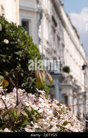 Im Vordergrund im Fokus, rosa Clematis-Blüten. In der Ferne, außerhalb des Fokus Reihenhäuser mit Blick auf Cornwall Square in Kensington, London, Großbritannien Stockfoto