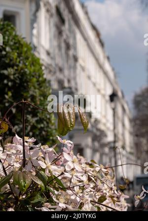 Im Vordergrund im Fokus, rosa Clematis-Blüten. In der Ferne, außerhalb des Fokus Reihenhäuser mit Blick auf Cornwall Square in Kensington, London, Großbritannien Stockfoto