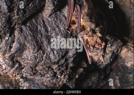 Eine Gruppe brauner Fledermäuse schläft an der Decke einer Felshöhle. Wilde kleine Fledermäuse des Nordkaukasus Stockfoto