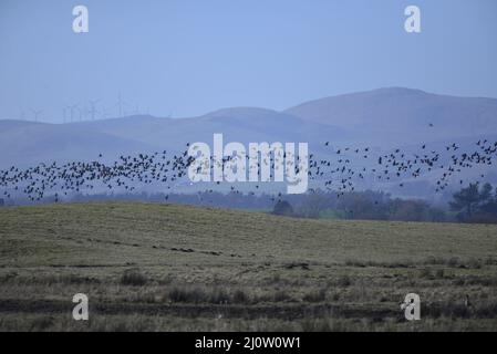 Gänse am RSPB Loch Leven Anser brachyrhynchus Stockfoto