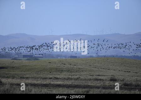 Gänse am RSPB Loch Leven Anser brachyrhynchus Stockfoto