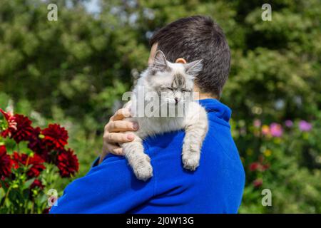 Sibirische Katze züchtet Neva Masquerade in den Händen des Besitzers Stockfoto