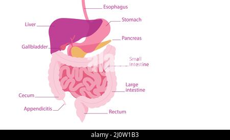 Menschliches Verdauungssystem. Teile der menschlichen Bauchhöhle zusammen mit den Unterschriften: Magen, Leber, Darm, Bauchspeicheldrüse, Appendizitis. Vektorgrafik Stockfoto