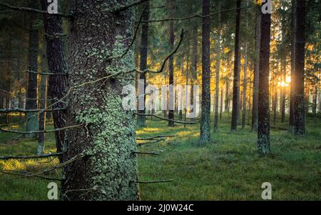 Grüner moosiger Märchenwald mit schönem Licht von der Sonne, das zwischen den Bäumen im Nebel scheint. Geheimnisvolle, gemütliche Atmosphäre Stockfoto