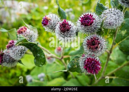 Woolly Burdock - Arctium Tomentosum - Nahaufnahme, Haute Savoie, Frankreich Stockfoto