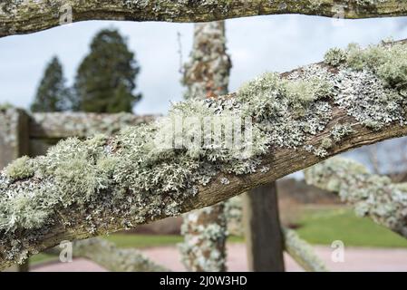 Algen, Flechten und Moos bilden häufig grüne oder graue, pulvrige oder moosige, krustige Wuchsformen an den Stielen, Ästen und Stämmen von Bäumen und Sträuchern (& Holz). Stockfoto