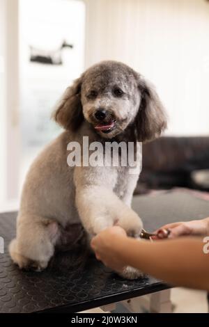 Hübsche, blonde Hundefrau trimmt reinrassige Pudel-Welpen. Stockfoto