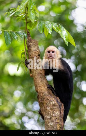 Kolumbianischer Kapuziner (Cebus capucinus), Nationalpark Manuel Antonio, Costa Rica Stockfoto