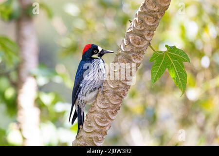 Acorn-Specht (Melanerpes formicivorus), San Gerardo, Costa Rica Stockfoto