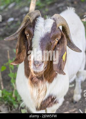 Porträt einer Ziege (Capra hircus). Buck oder Billy Close Up . Details. Stockfoto