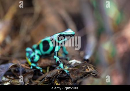 Grün-schwarzer Giftpfeilfrosch (Dendrobates auratus), Arenal, Costa Rica Stockfoto