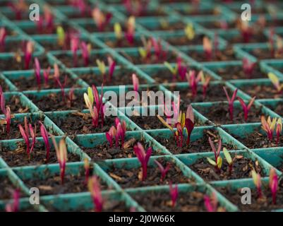 Boltardy Beetroot (Beta vulgaris)-Sämlinge, die in Moduleinschüben in Polytunnel auf einer No-DIG-Farm (CSA) in Cornwall, Großbritannien, wachsen Stockfoto