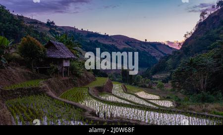Reisfelder im Norden Thailands, Reisfarm in Thailand, Reisfelder in den Bergen Nordthailands Chiang Mai Doi Intha Stockfoto