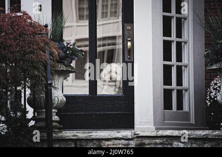 Ein Hund, der hinter der Glastür eines Stadthauses auf seinen Besitzer wartet Stockfoto