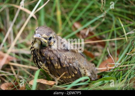 Nahaufnahme einer jungen jungen Singdrossel, Babysongdrossel. Stockfoto