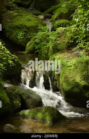 Tiefer Wald und Wasserfall mit grünem Moos Stockfoto