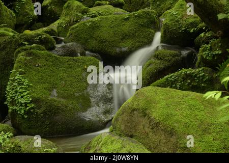 Tiefer Wald und Wasserfall mit grünem Moos Stockfoto