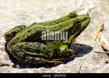 Essbarer Frosch oder grüner Frosch oder gewöhnlicher europäischer Frosch im lateinischen Pelophylax esculentus oder Rana esculenta Stockfoto