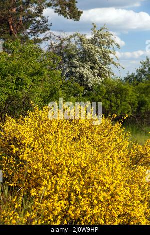 Cytisus scoparius, der gewöhnliche Besen oder schottischer Besen, blüht in der Blütezeit Stockfoto