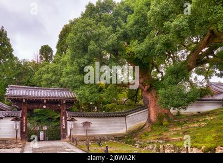 Der riesige Kampferbaum vor dem Tor des Shoren-in Monzeki-Tempels. Kyoto. Japan Stockfoto