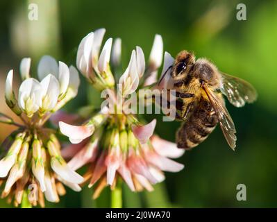 Honigbiene oder Honigbiene auf weißer Kleebblüte, Honigbiene in lateinischer apis mellifera, Frühlingsansicht Stockfoto