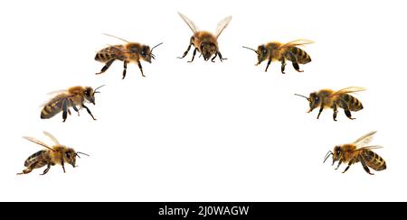 Bienengruppe oder Honigbiene in Latein APIs Mellifera, europäische oder westliche Honigbiene isoliert auf dem weißen Hintergrund, goldene Honigbiene Stockfoto