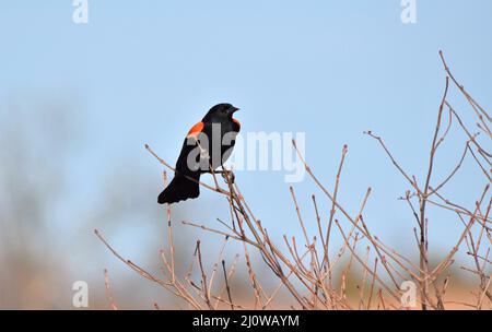 Red-Wing Blackbird thront 3E Stockfoto